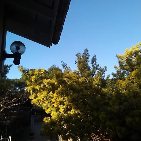 Mimosa Climatise *