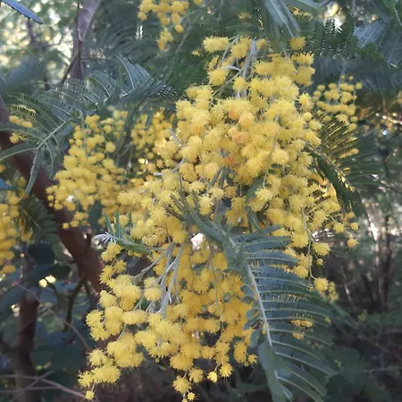 Mimosa Climatise