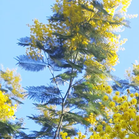 Mimosa Climatise
